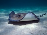 Deepwater stingray